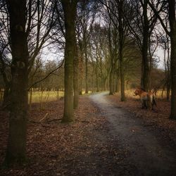 Trees in forest against sky