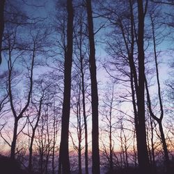 Bare trees in forest against sky