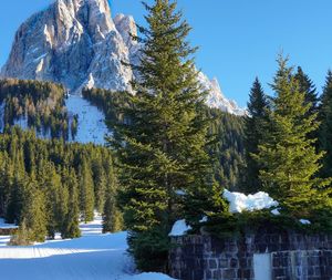 Pine trees on snowcapped mountains against sky