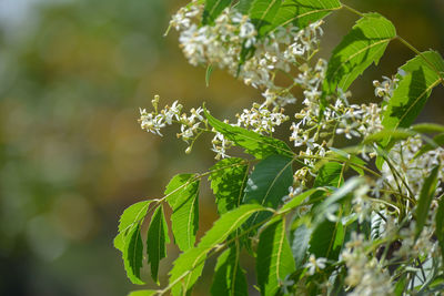 Medicinal ayurvedic azadirachta indica or neem leaves and flowers