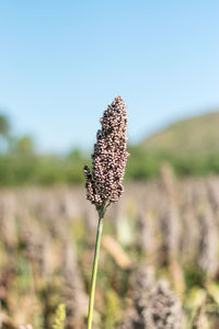 Close-up of flowering plant on field against sky