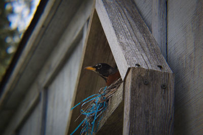 Low angle view of bird perching on wood