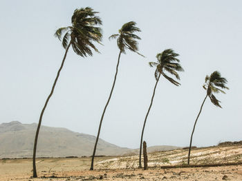 Low angle view of palm trees against clear sky