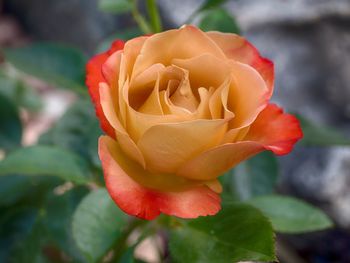 Close-up of rose against blurred background