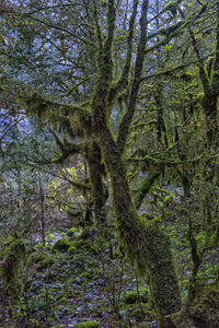 Trees in forest