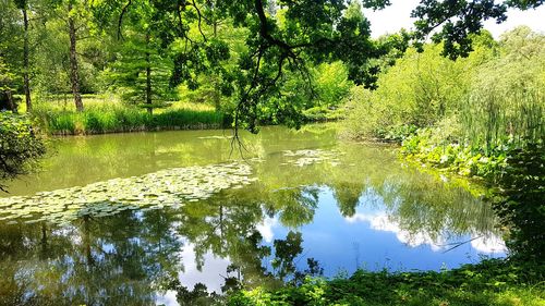 Scenic view of lake amidst trees in forest