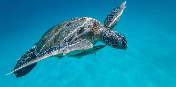 Close-up of turtle swimming in sea