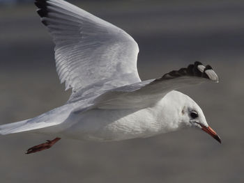 Close-up of seagull flying