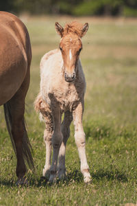 Horse standing on field