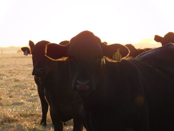 Portrait of cows on field against sky