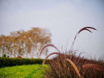 Low angle view of plants growing on field against sky