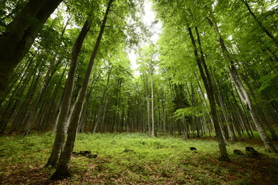 Trees in forest