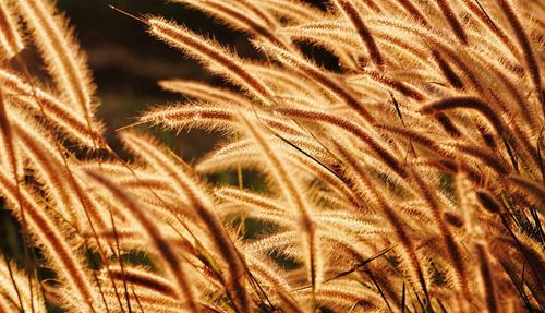 Close-up of wheat