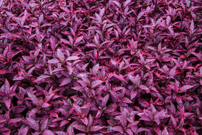 Full frame shot of purple flowers