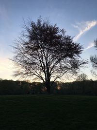Bare tree on field against sky
