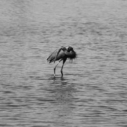 Bird flying over lake