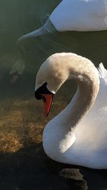 Close-up of swan swimming in lake