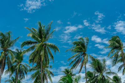 Coconut palm tree with blue sky and clouds. palm plantation. coconut farm. wind slow blowing.
