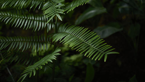 Tropical green leaves on background, nature summer forest plant concept.