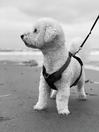 Black and white monochrome portrait of a bichon on the beach 