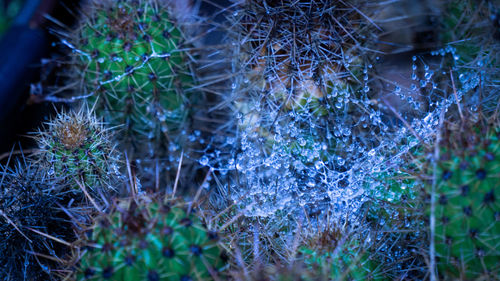 Full frame shot of fresh plants in forest