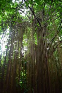 Low angle view of bamboo trees in forest