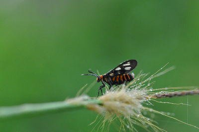 Close-up of insect on plant