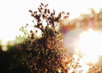 Close-up of flowering plant against bright sun