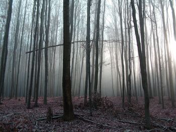 Trees in forest against sky