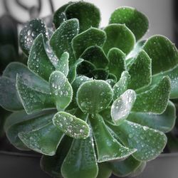 Close-up of wet strawberry