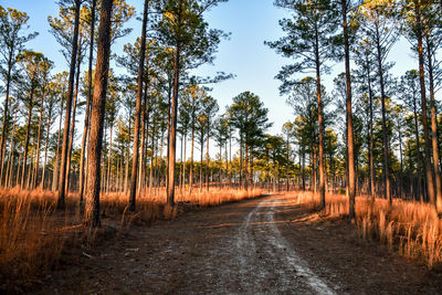 Empty dirt path through the woods under blue sky