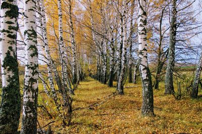 Trees in forest during autumn