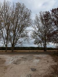 Bare trees on field against sky