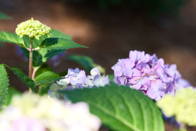 Close-up of purple flowering plant