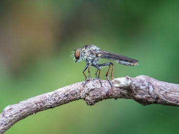 Close-up of insect on plant