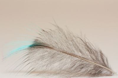 Close-up of feather against white background