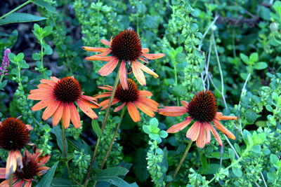 Close-up of red flowering plant