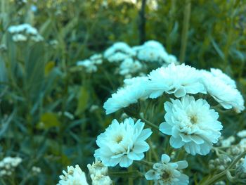 Close-up of flowers blooming outdoors