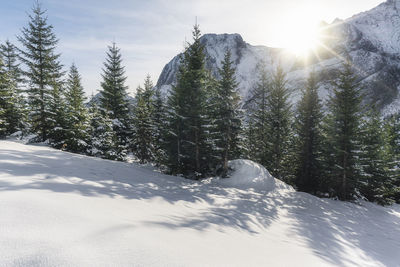 Snow covered pine trees against sky during winter