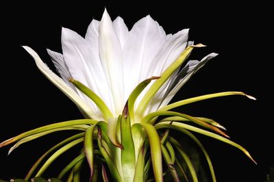 Close-up of white flower against black background