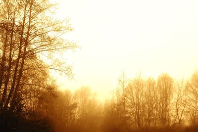 Low angle view of trees against sky