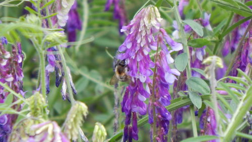 Close-up of insect on purple flower