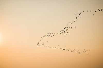 Flock of birds flying in sky