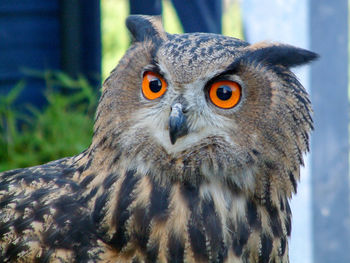 Close-up portrait of owl