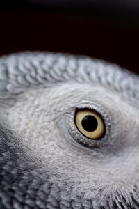 Close-up of animal eye