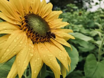 Close-up of raindrops on yellow flower