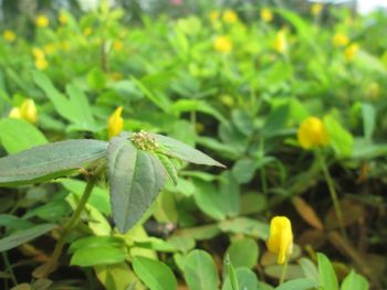 Close-up of insect on plant