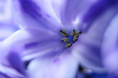 Close-up of purple flower