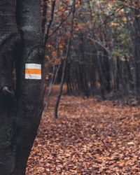 Trees in forest during autumn