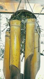 Close-up of yellow flower